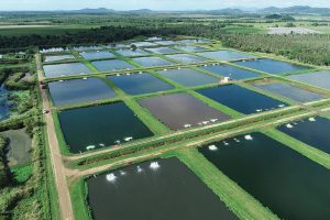Aerial view of fish farm ponds