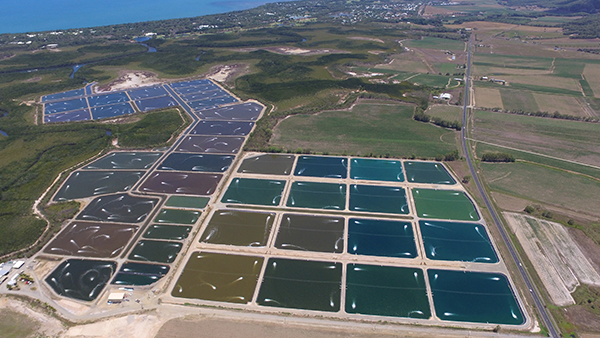 Mainstream acquires the Port Douglas farm from Gold Coast Marine Aquaculture, adding the largest single site Barramundi farm in Australia to its portfolio