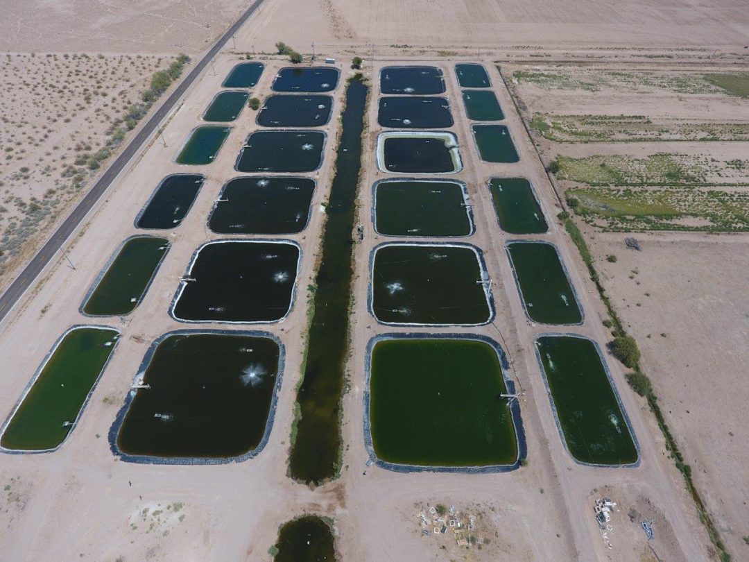 Mainstream purchases 1,100-acre fish farm in Arizona, the United States of America, to grow Barramundi for the United States of America domestic market.