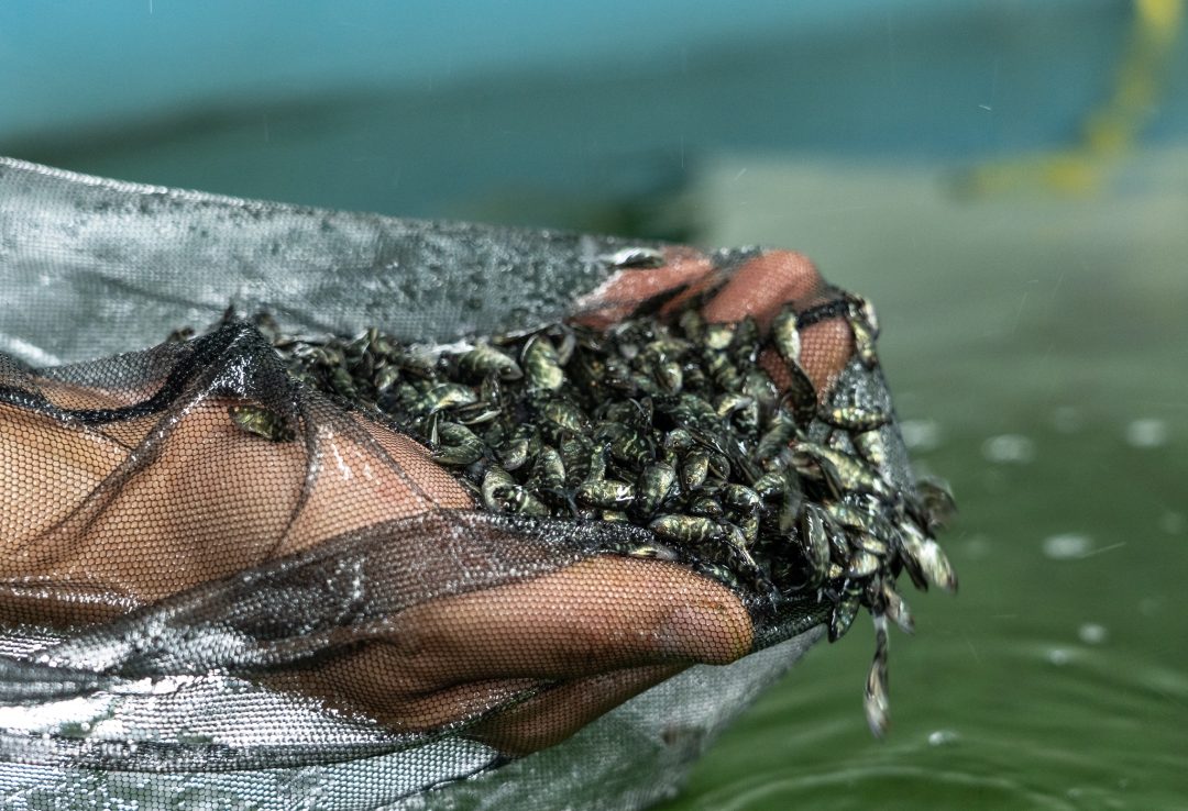 MainStream completed its 200th batch of Barramundi spawning. This marks our second milestone from our previous 100th batch achieved in 2015 with a total production of more than 400 million fish larvae.