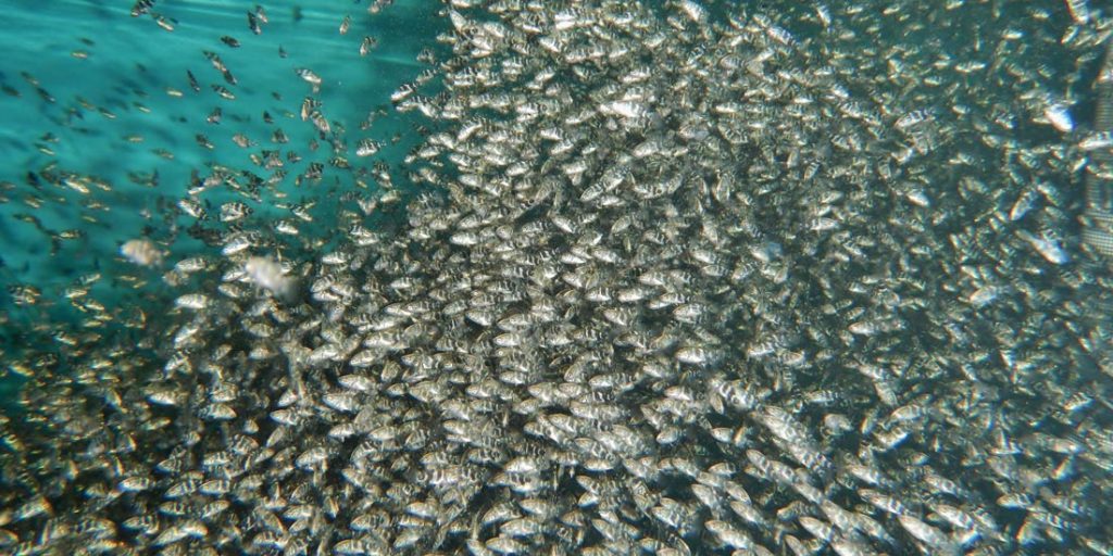 Barramundi fingerlings