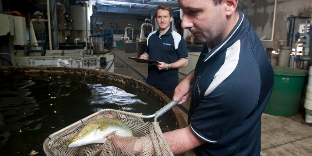 Barramundi in net