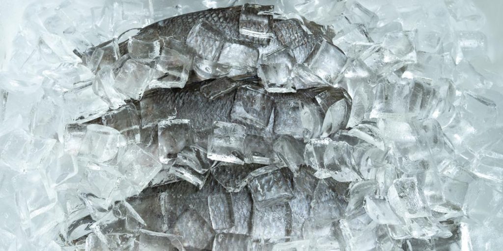 Barramundi on ice