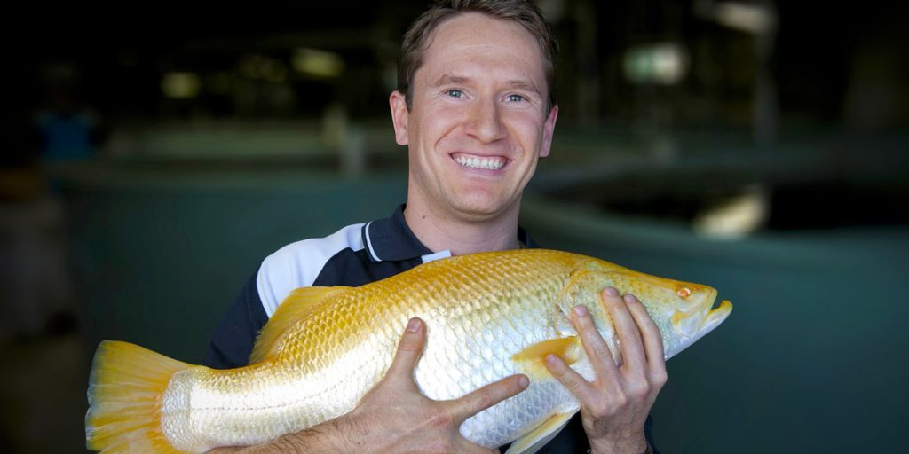 Mainstream started work on a strain of Golden Barramundi.