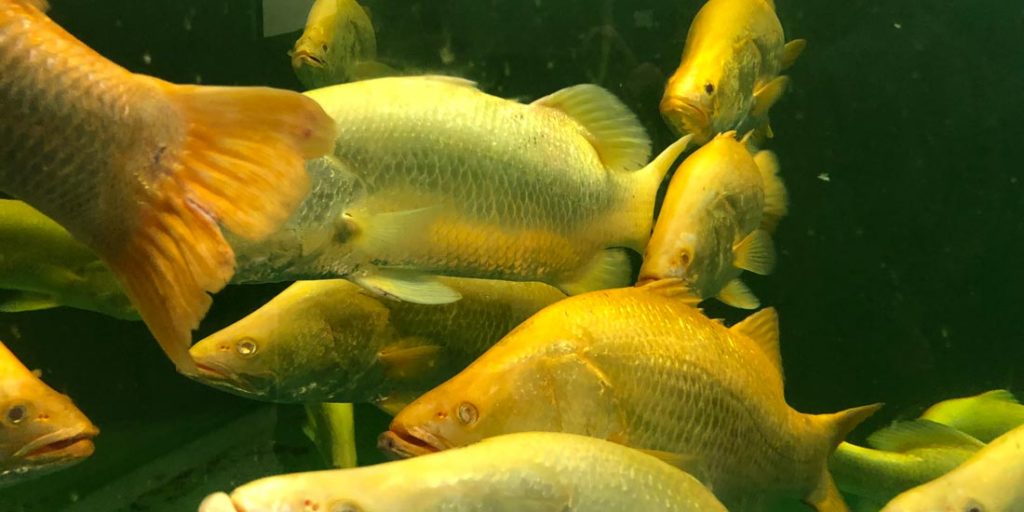 Mainstream established a breeding population of Golden Barramundi