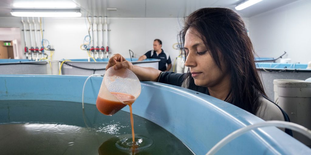 Mainstream commissioned the world’s largest Barramundi hatchery