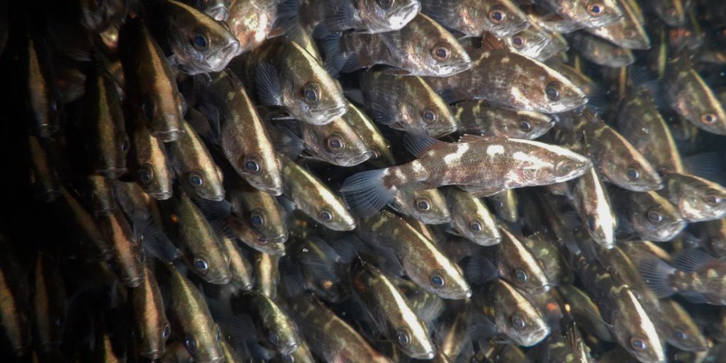 Mainstream became the largest supplier of Barramundi fingerlings in the world.