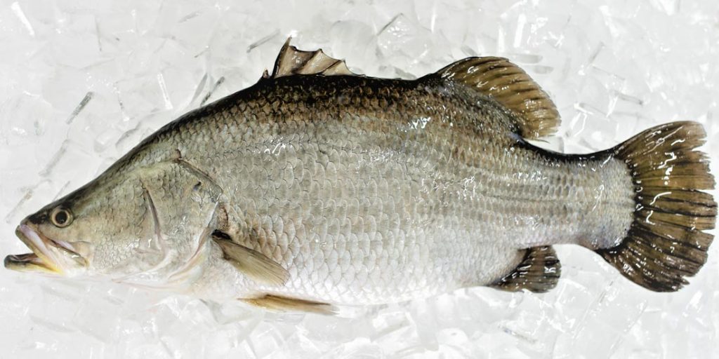 Mainstream commences the export of table fish into the United States of America.
