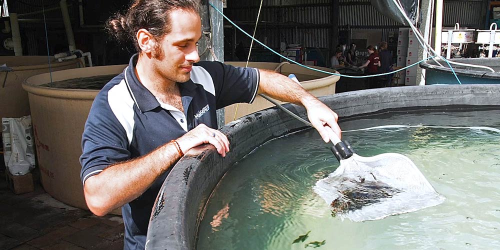 Man scooping baby fish out of tank