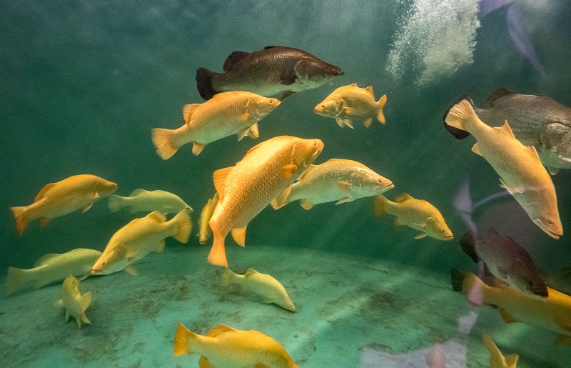 Golden Ornamental Barramundi MainStream Aquaculture