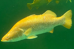 Mainstream partners with James Cook University on a project to accelerate the commercialisation of Golden Barramundi