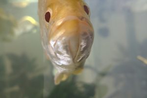 Golden Barramundi